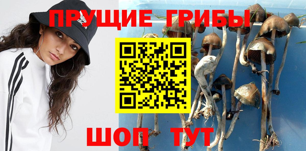 Псилоцибиновые грибы прущие грибы Кудрово